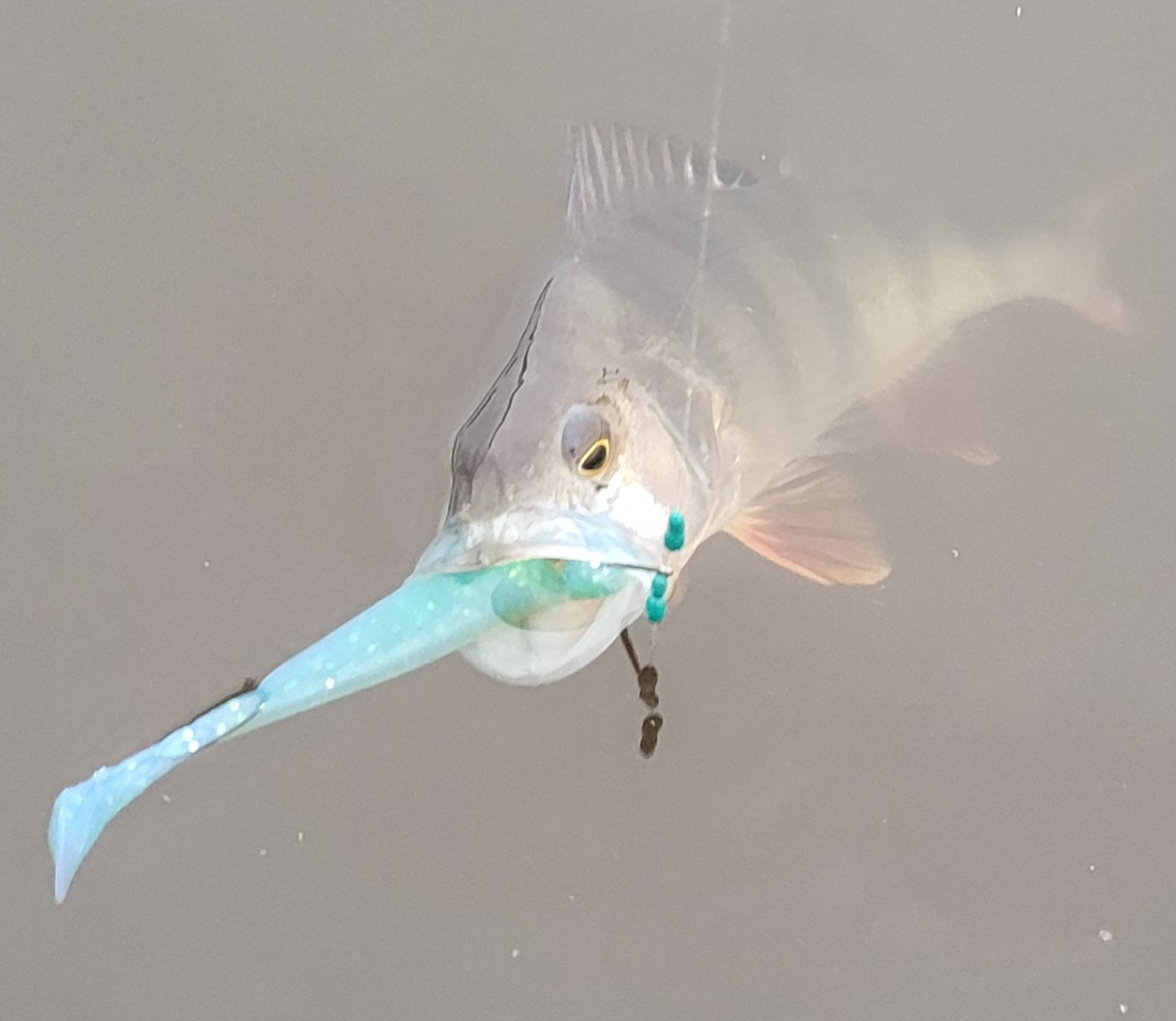 GuFi Shad 10cm