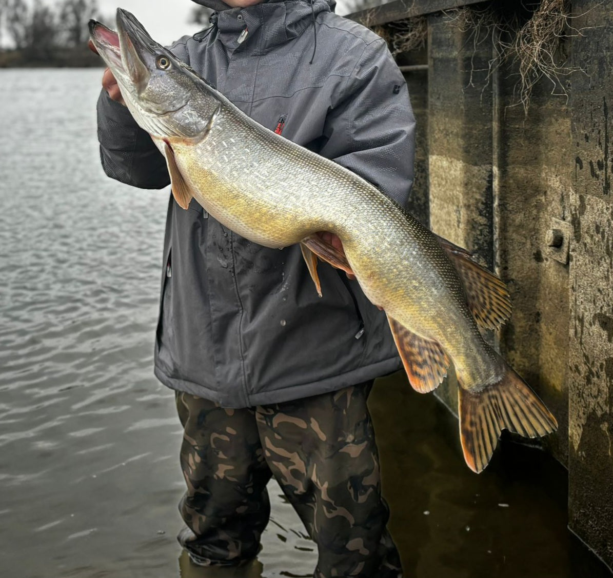 GuFi Shad 14cm